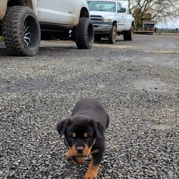 Rottweiler Puppies from Raya's Royals Kennels