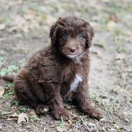 Aussiedoodle and Australian Shepherd Puppies from Young Gun Aussies
