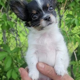 Cavapoos and Chihuahuas from Kings Peak kennel