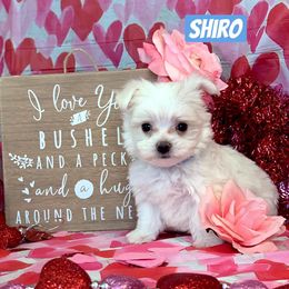 Maltese, Miniature Australian Shepherds, Poodles, Shih Tzus, Toy Australian Shepherds, and Yorkshire Terriers from Love At FURst Sight TX Kiss My Aussie