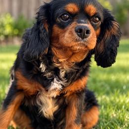 Chanel - Cavalier King Charles Spaniel