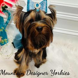 Elena - Yorkshire Terrier
