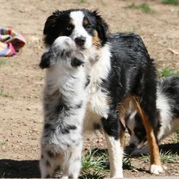 Miniature Australian Shepherds and Toy Australian Shepherds from Shebang Aussies
