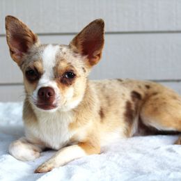 Fable - Chihuahua
