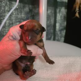 Boy 3 - Stag red male Miniature Pinscher puppy in Phelan, California from Desert Rose Kennel