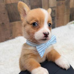 Cash - Red and white male American Corgi puppy in Solon Springs, Wisconsin from Werpstead Shorties
