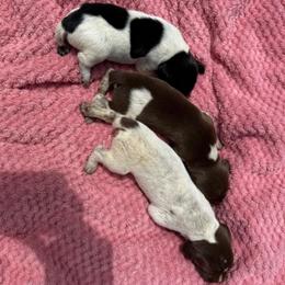 Goldie - Liver roan female German Shorthaired Pointer puppy in Axton, Virginia from Red Clay Kennels