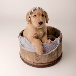 Golden Retriever Puppies from Brinton Goldens