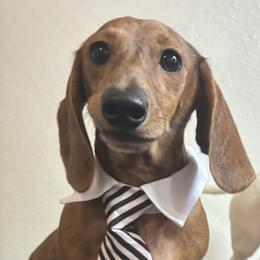 Snickers - Dachshund