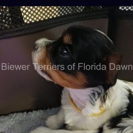 Biewer Terrier Puppies from Biewer Terriers of Florida Dawn