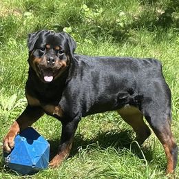 Fate - Rottweiler