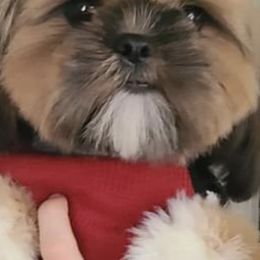 Shih Tzus from WillowCreek Mountain View Shih Tzu