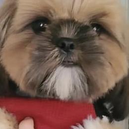 Shih Tzus from WillowCreek Mountain View Shih Tzu