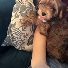 Cavapoo Puppies from Panda Puppies