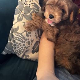 Cavapoo Puppies from Panda Puppies