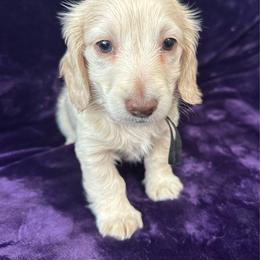 AKC Ralph - Cream male Dachshund puppy in Memphis, Tennessee from River City Doxies