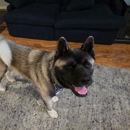 Shinzo - Fawn male Akita puppy in Nevada County, California from Gold Country Akitas
