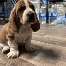 Ketchup - Mahogany and white male Basset Hound puppy in Montezuma, Kansas from Katelyn Patterson