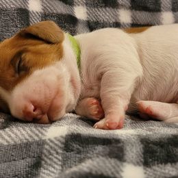 Dachshunds from DemOkieDachshund