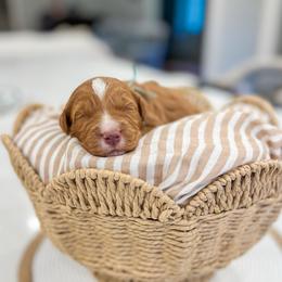 Schroder - Red male Bernedoodle puppy in Sulphur, Louisiana from Curly Q’s Of Carlyss