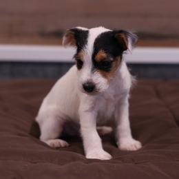 Simon - Tri-color male Jack Russell Terrier puppy in West Bend, Iowa from Blue Skies Terriers