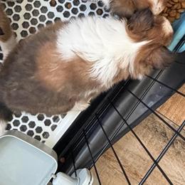 Girl 3 - female Shetland Sheepdog puppy in Canton, Texas from 2kg Shelties