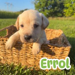 Errol - Yellow male Labrador Retriever puppy in Lucasville, Ohio from Backwoods Labradors