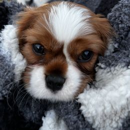 Cavalier King Charles Spaniel Puppies from Cassie’s Cavaliers
