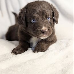 Atlas (Orange collar) - Brown and white male Aussiedoodle puppy in Coulee City, Washington from Mr and Mrs Doodle Farm
