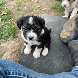 Black and white female - Black tri-color female Aussiedoodle puppy in Hillsboro, Illinois from Shoal Creek Puppies