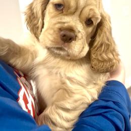 Companion Cross Puppies from Cavalier Cockers