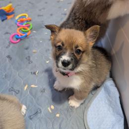 Girl 4 Miss Light Pink - White and red female Pembroke Welsh Corgi puppy in Milton, Florida from Milton Corgis