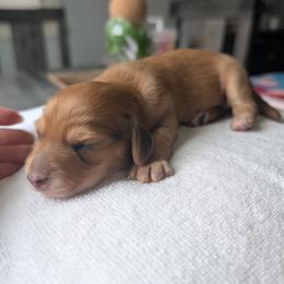 Max - Red male Dachshund puppy in Waddell, Arizona from The Bearded Companions