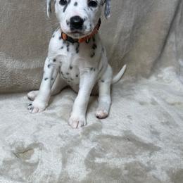 Ginger Bread - White and black female Dalmatian puppy in Fort Worth, Texas from Xzayvius Stitt