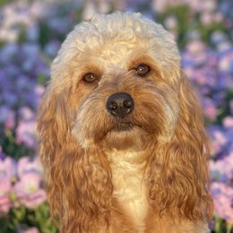 Brandy - Cockapoo