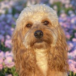 Brandy - Cockapoo