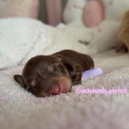 Velvet - Chocolate and cream female Dachshund puppy in Summerfield, Florida from Dachshundly Perfect