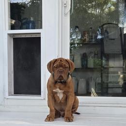 Dogue de Bordeaux Puppies from Absolute bordeaux