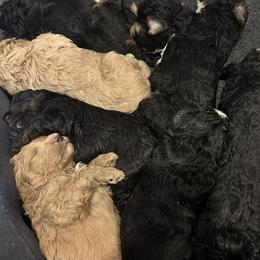 Bernedoodle and Goldendoodle Puppies from Forest Family Doodles