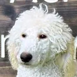 Norma Gene - Poodle