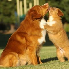 Nova Scotia Duck Tolling Retriever All Grown Up from Redmoon