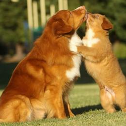 Nova Scotia Duck Tolling Retriever All Grown Up from Redmoon