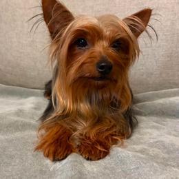 Oscar - Black and gold male Yorkshire Terrier puppy in Parma Heights, Ohio from Yorkies of Ohio