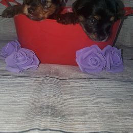 Yorkshire Terrier Puppies from Pawrific Tails