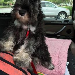 Miniature Schnauzer Puppies from Montage Miniature Schnauzers