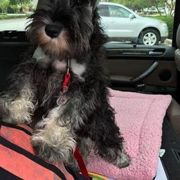 Miniature Schnauzer Puppies from Montage Miniature Schnauzers