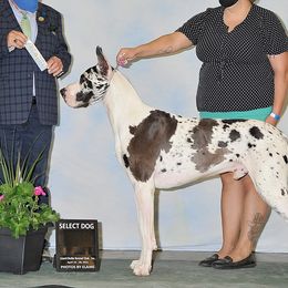 Great Danes from Rock Salt Great Danes