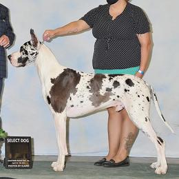 Great Danes from Rock Salt Great Danes