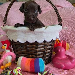 Penny Girl 6 Solid Liver - Liver female German Shorthaired Pointer puppy in Banning, California from ⭐🦆 So Cal on Point GSP'S🇺🇲🇩🇪 lg