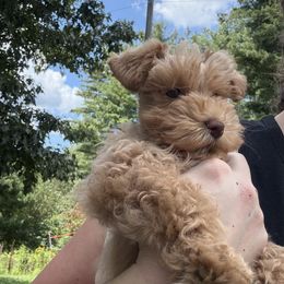 Miniature Schnauzer Puppies from Valley View schnauzers